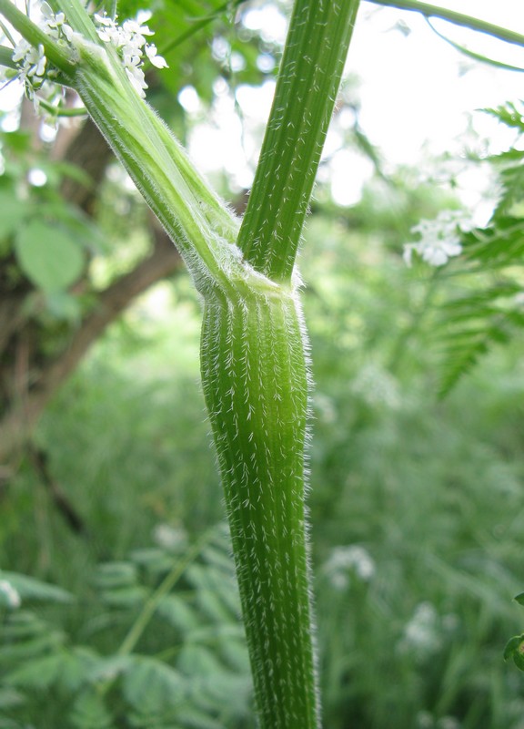 Anthriscus sylvestris / Cerfoglio selvatico